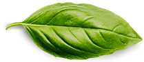 About Basil Leaf 3